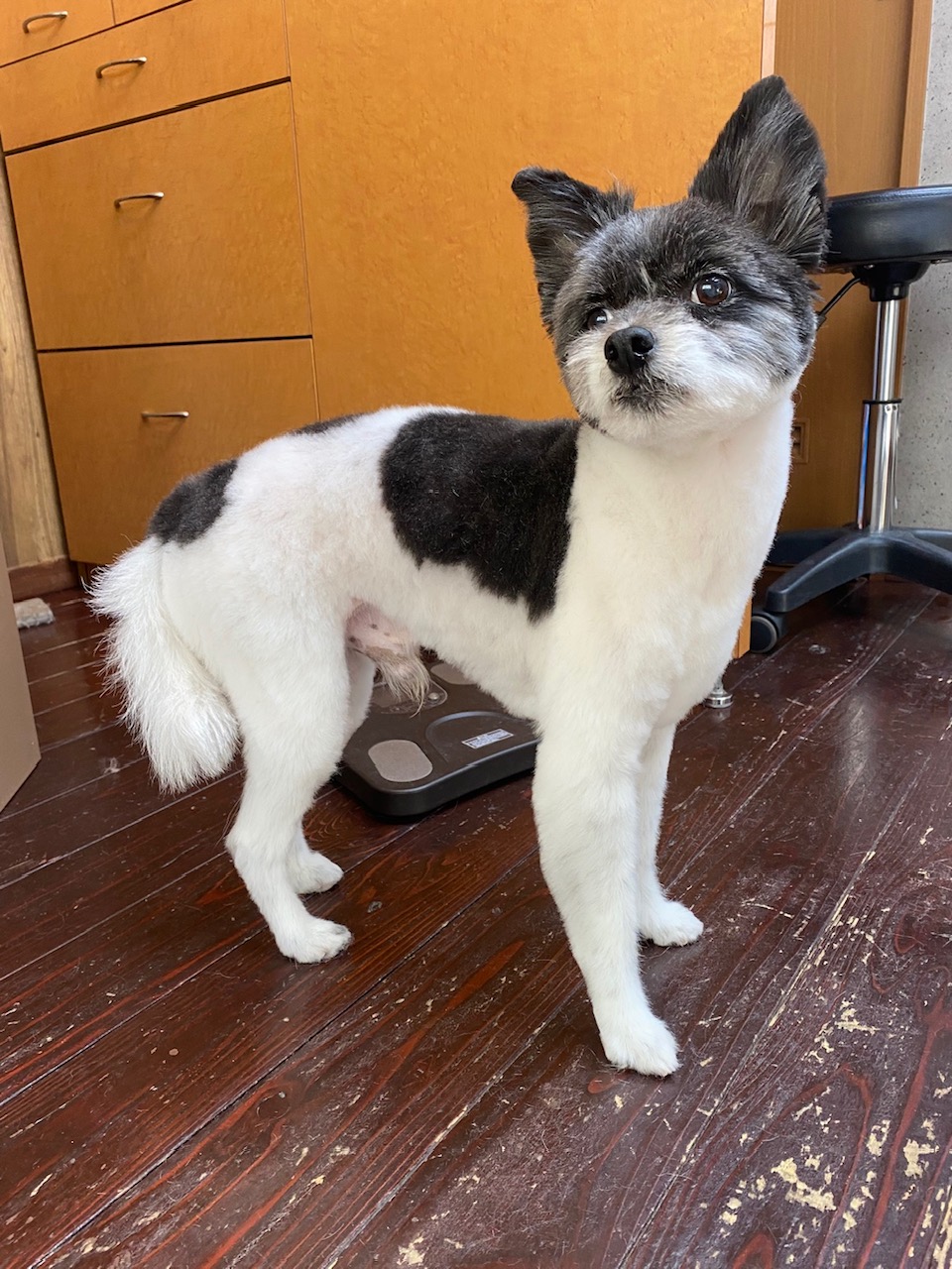 晴明(ハルミン)ちゃん🐶