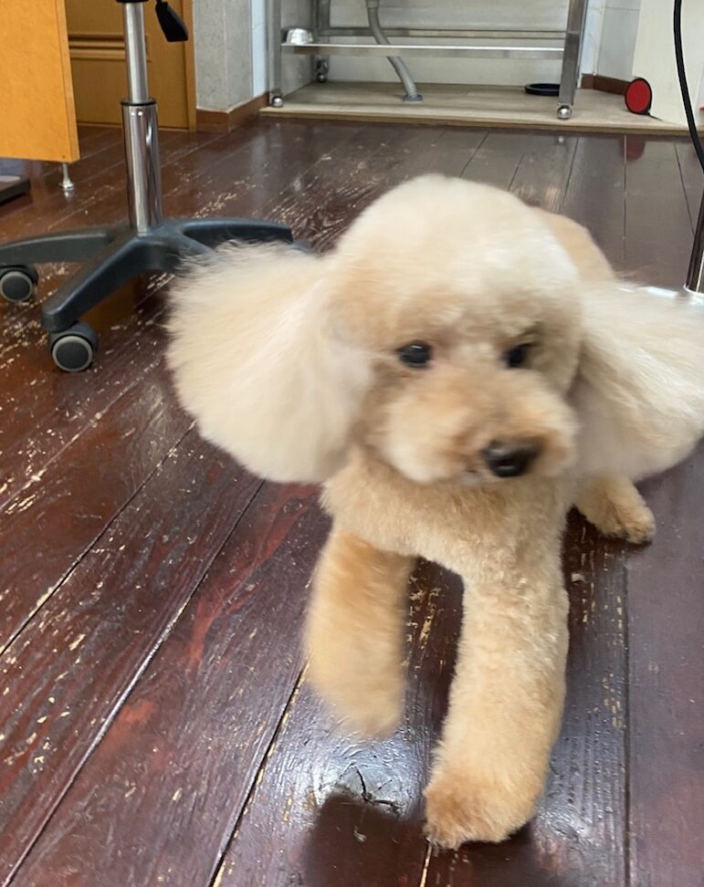 茶々丸ちゃん🐩