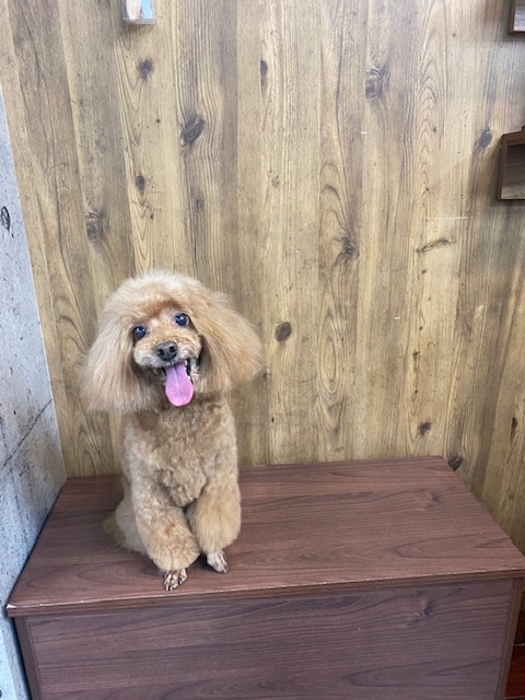 ノアちゃん🐩