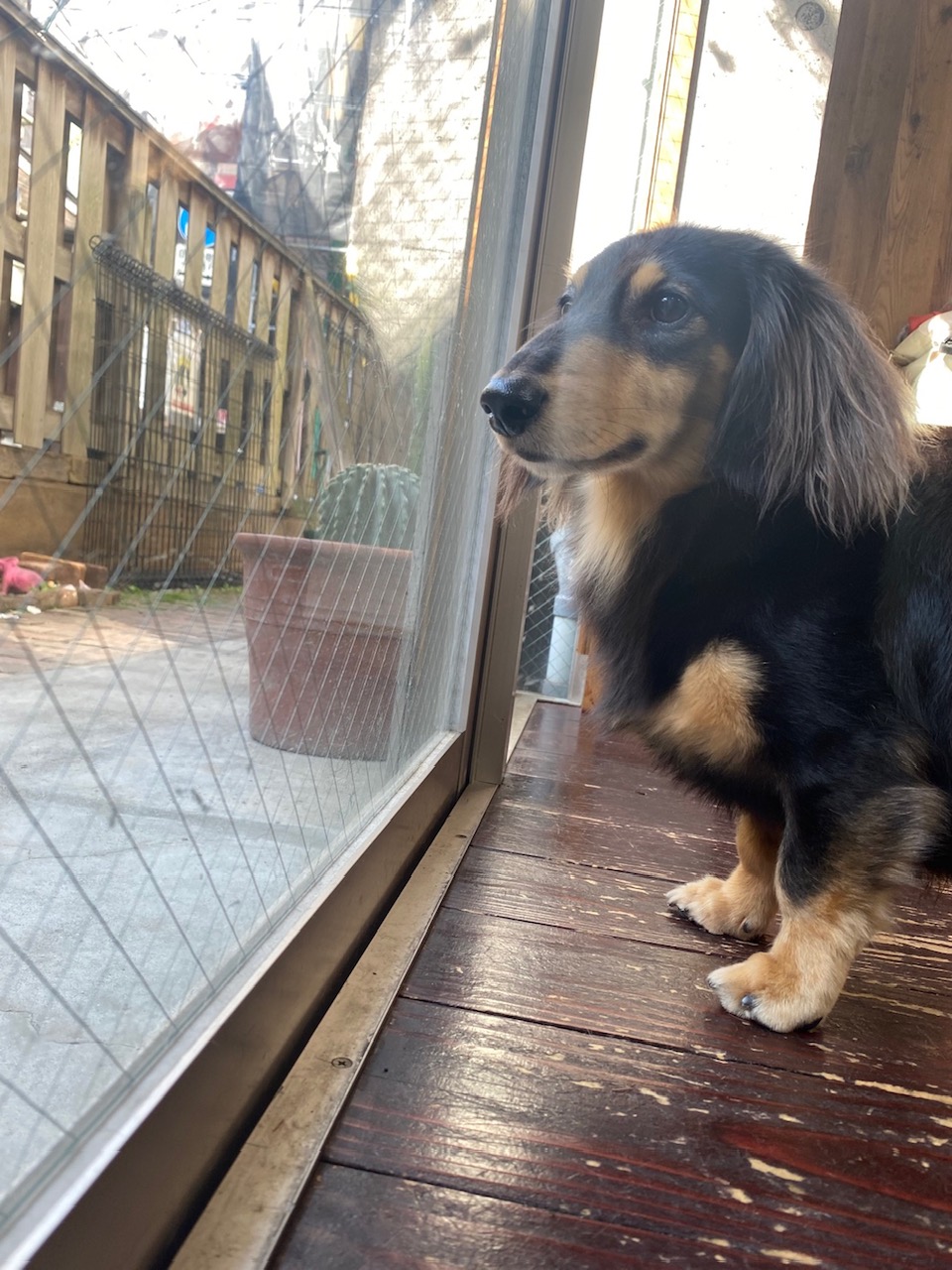 ホーリーちゃん🐶