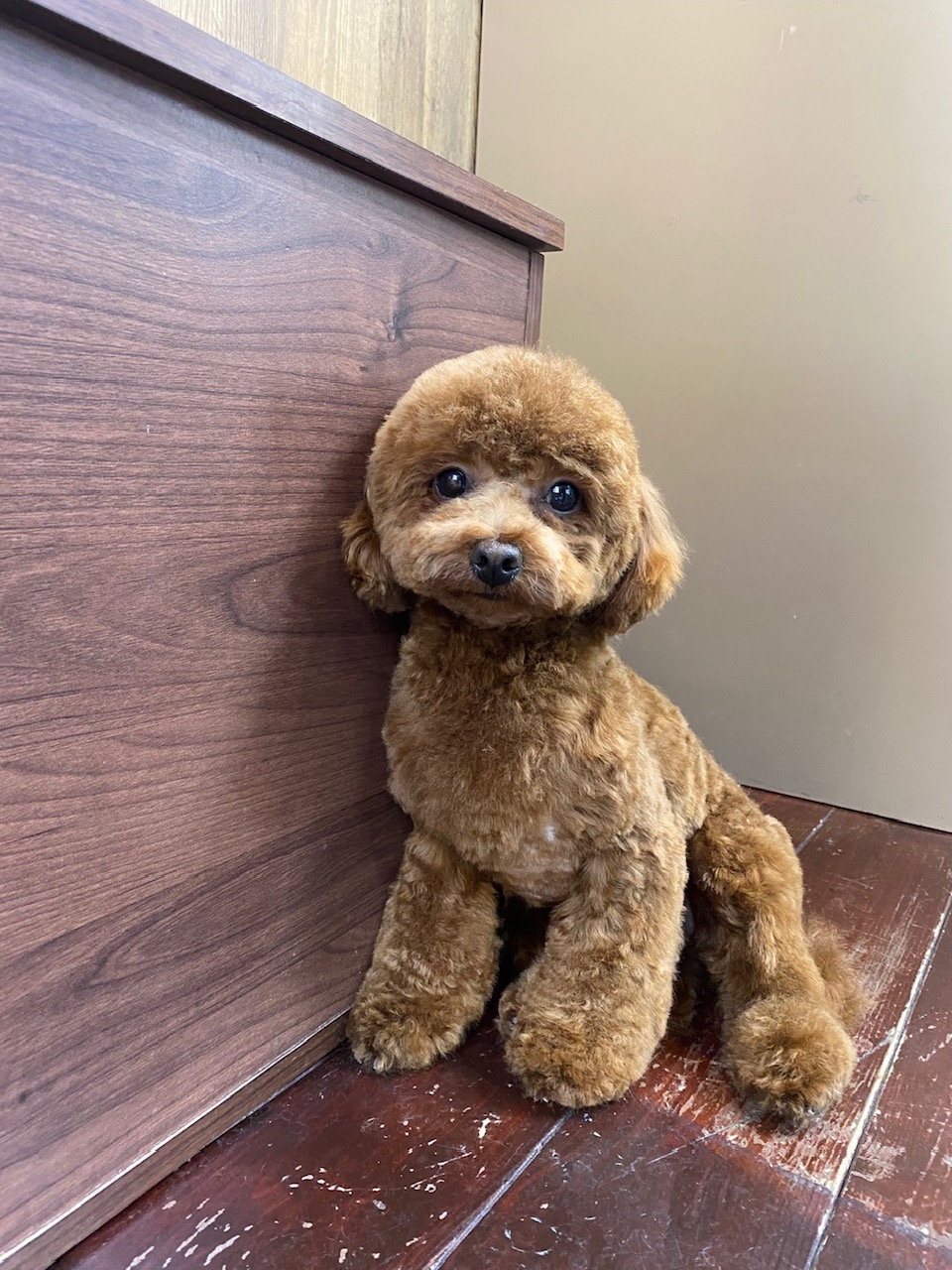 ぽんずちゃん🐩