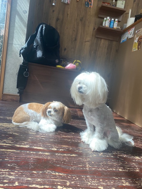 レオンちゃんとスカイちゃん🐶🐶