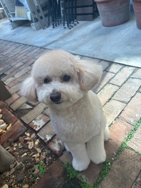 ベイリーちゃん🐩