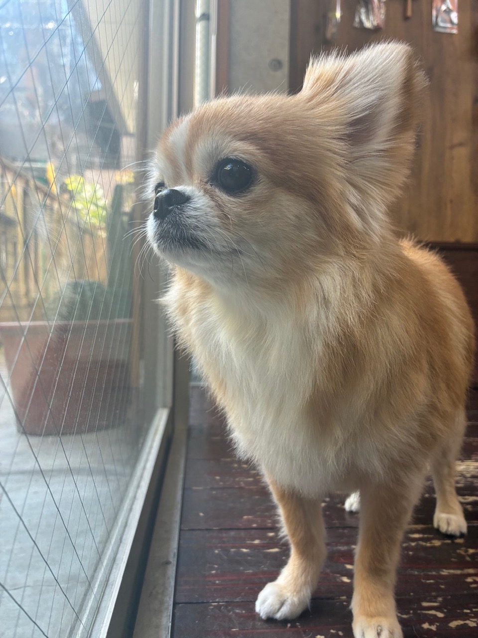 アニーちゃん🐶