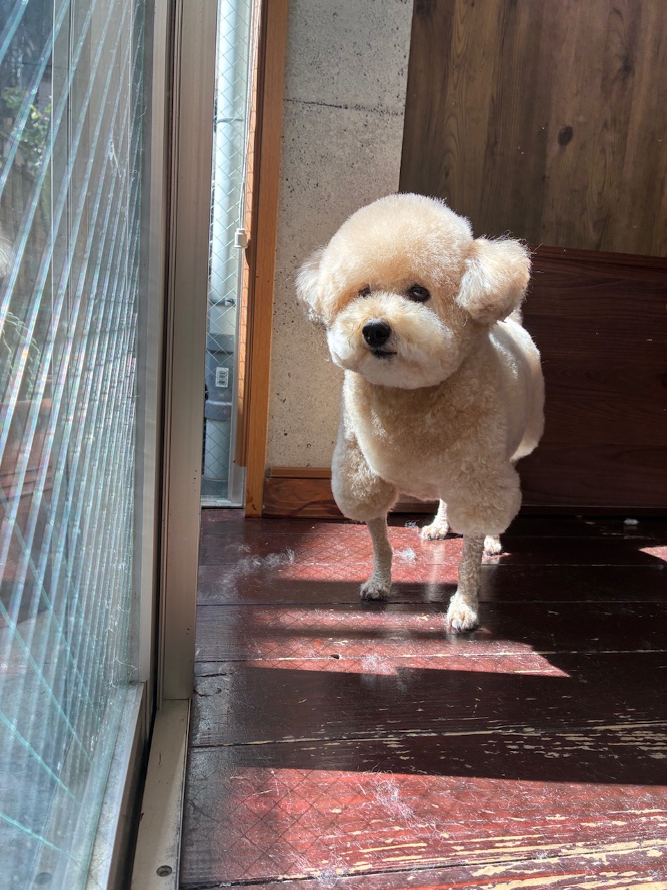 チップちゃん🐩