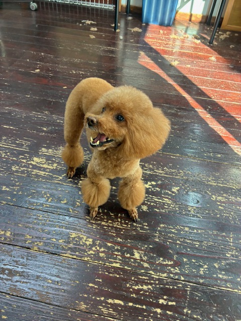 ここあちゃん🐩