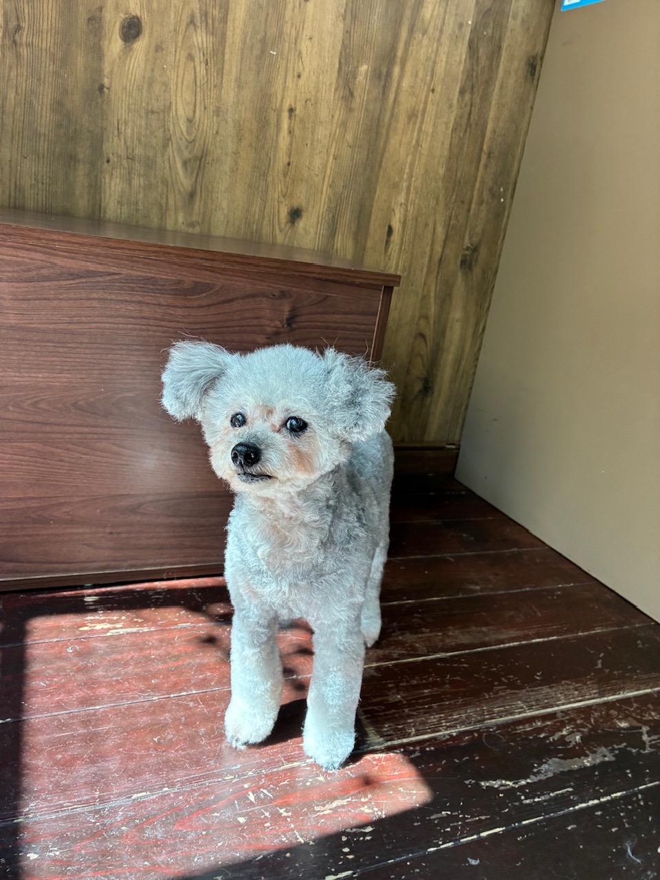 シルキーちゃん🐩