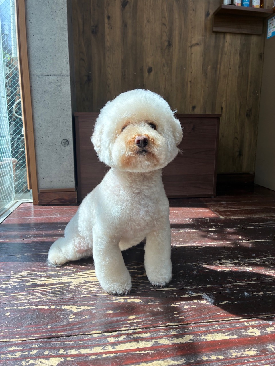 龍(りょう)ちゃん🐩