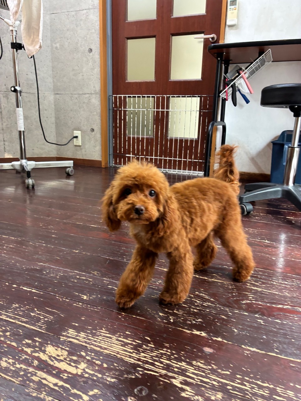 クララちゃん🐩