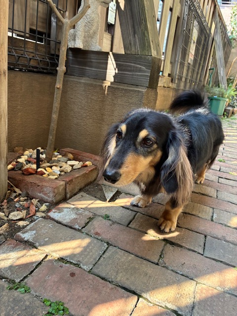 ホーリーちゃん🐶