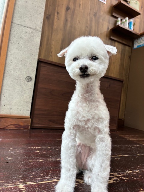 ましゅちゃん🐩