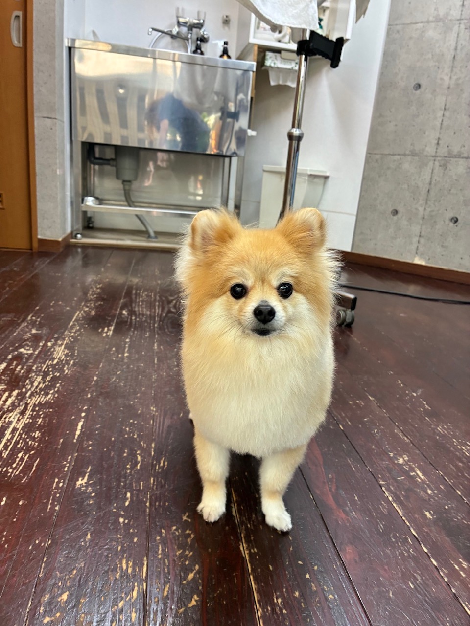 ふわんちゃん🐶