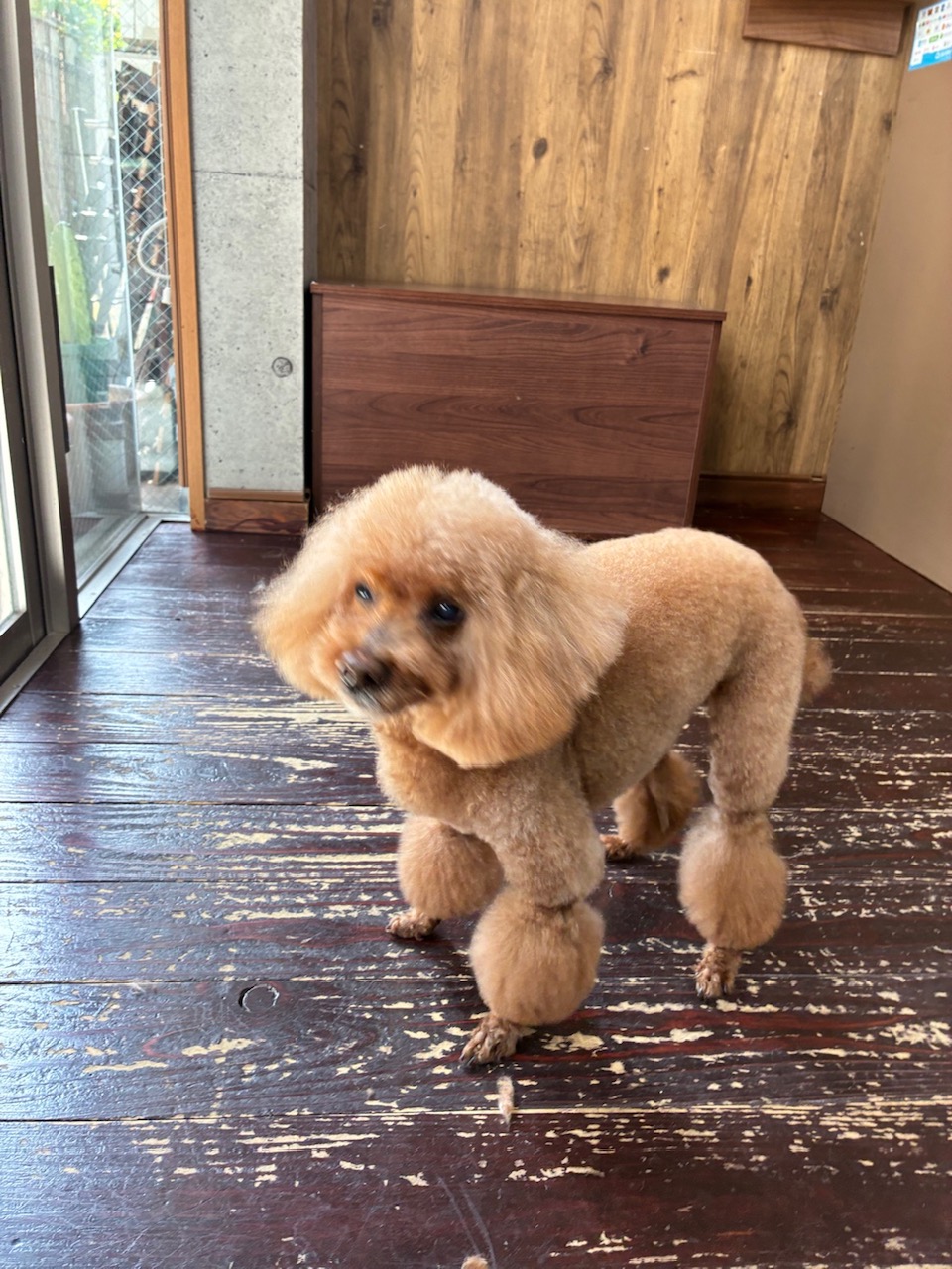 ここあちゃん🐩