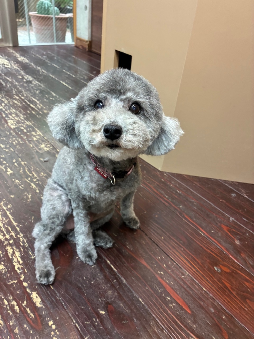 オハナちゃん🐩