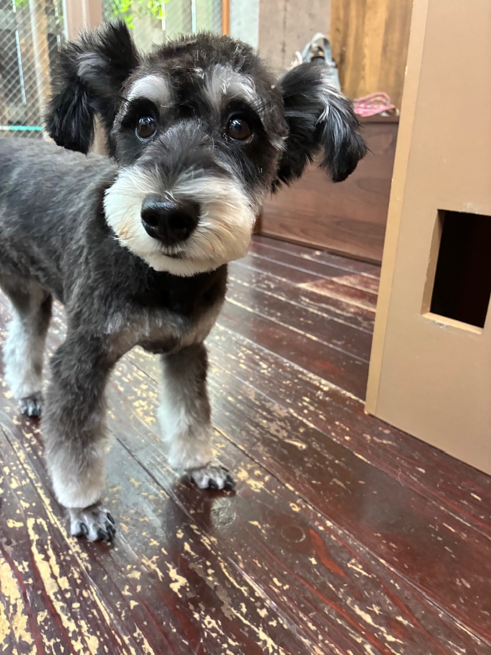 アッシュちゃん🐶