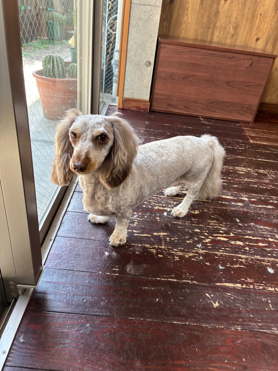 フランちゃん🐶