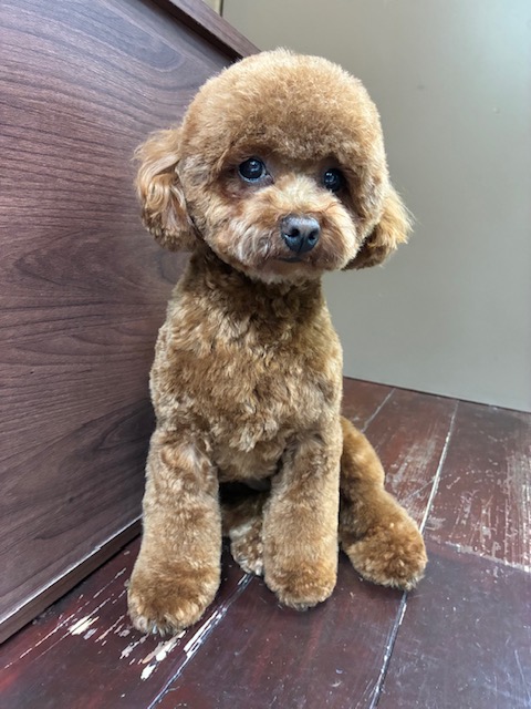 ぽんずちゃん🐩