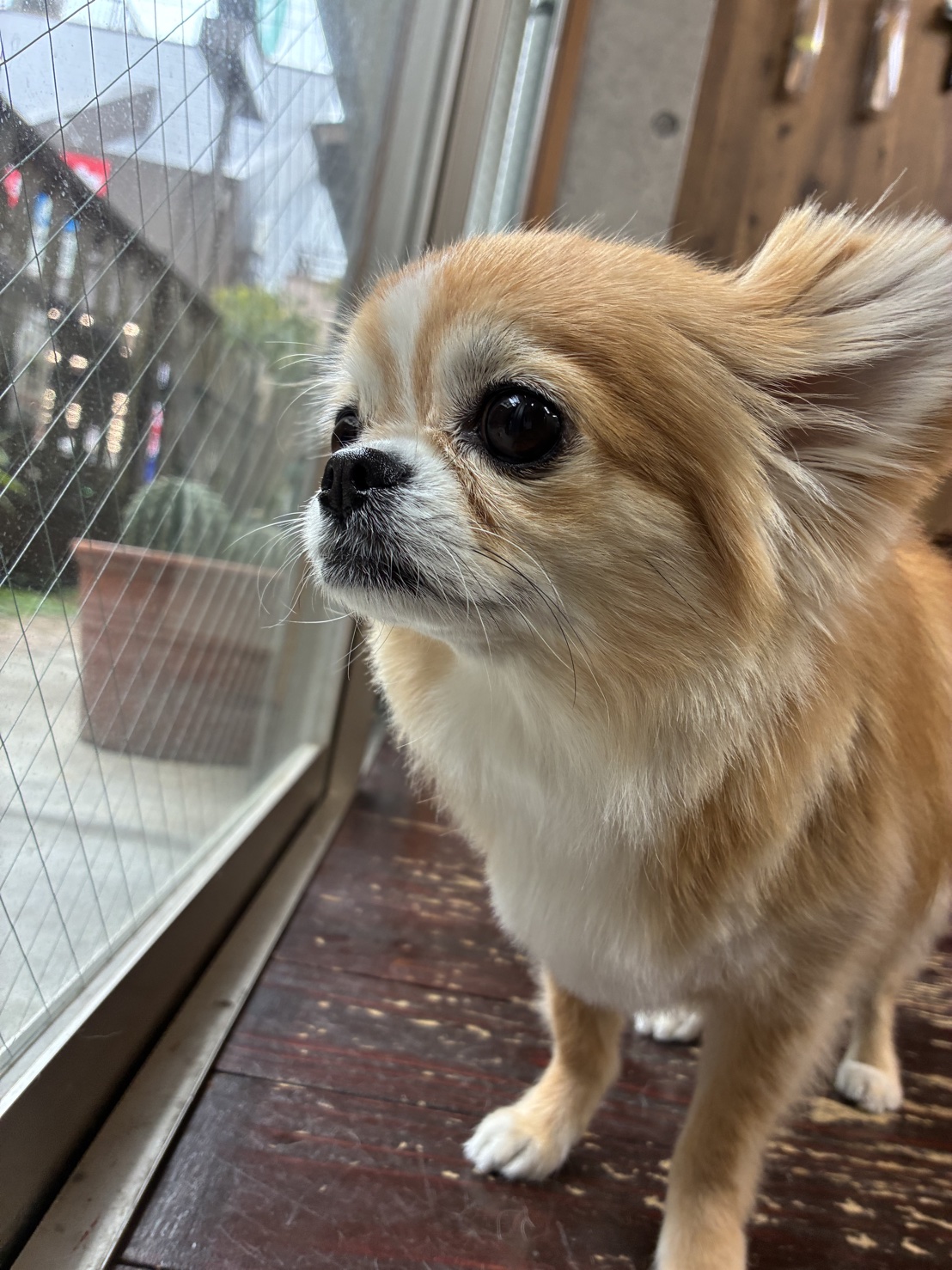 アニーちゃん🐶