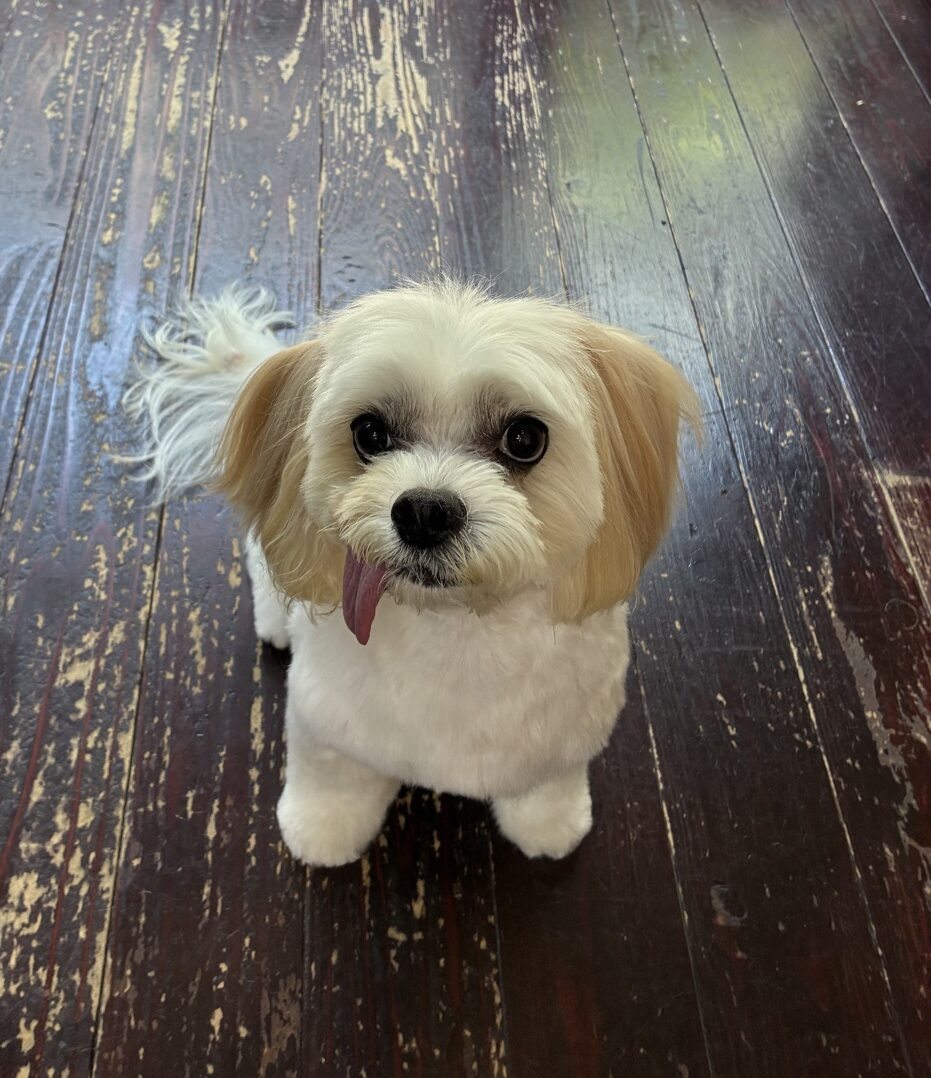 ケラちゃん🐶