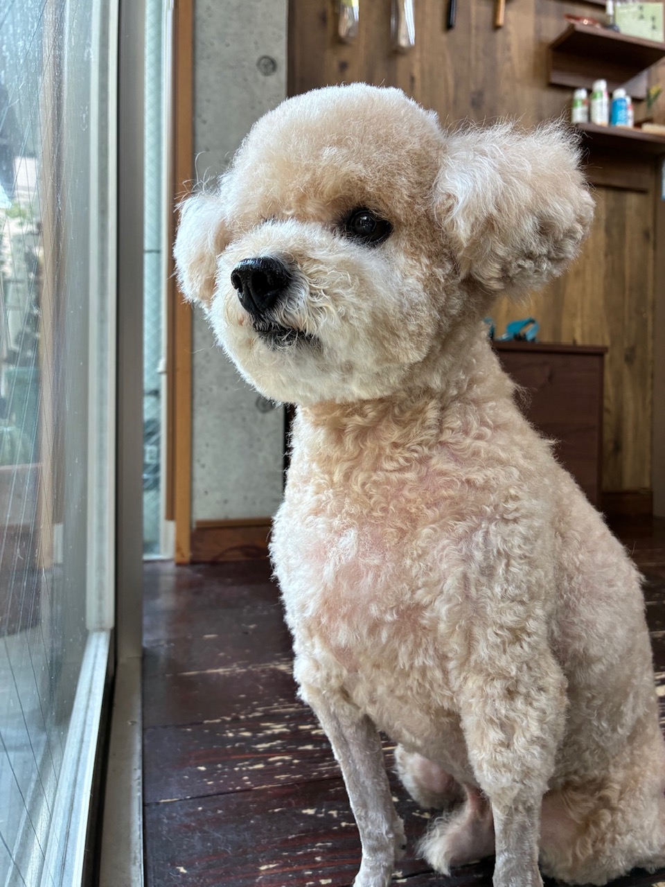 チップちゃん🐩