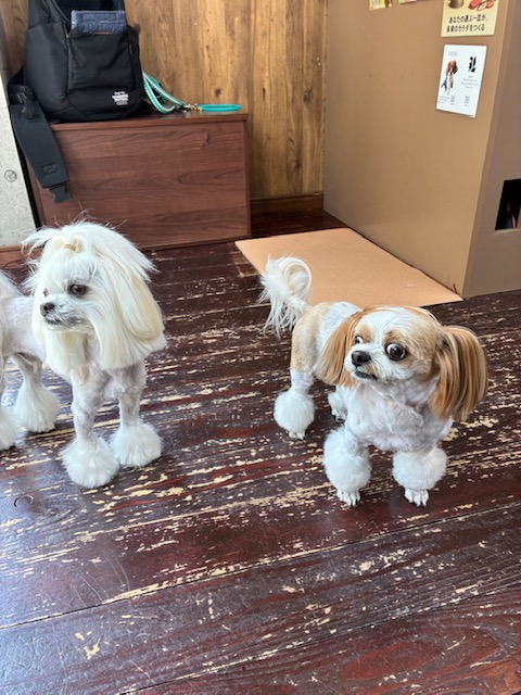 レオンちゃんとスカイちゃん🐶🐶