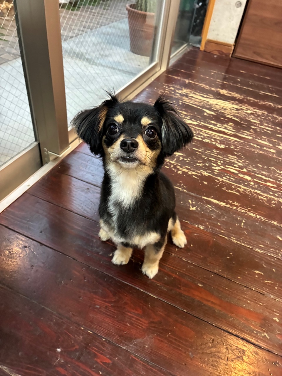 ココちゃん🐶