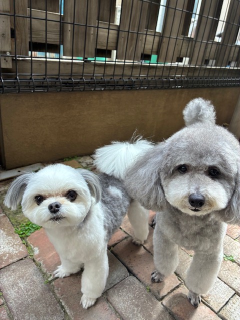 つくしちゃんと豆大福ちゃん🐶🐶