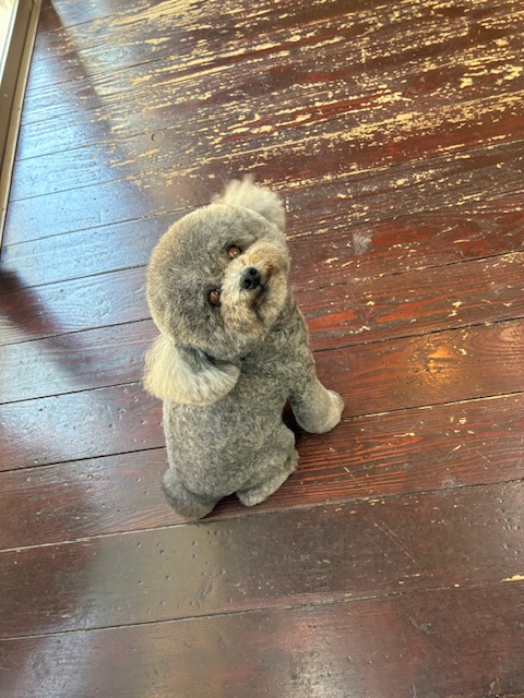 プリンちゃん🐩