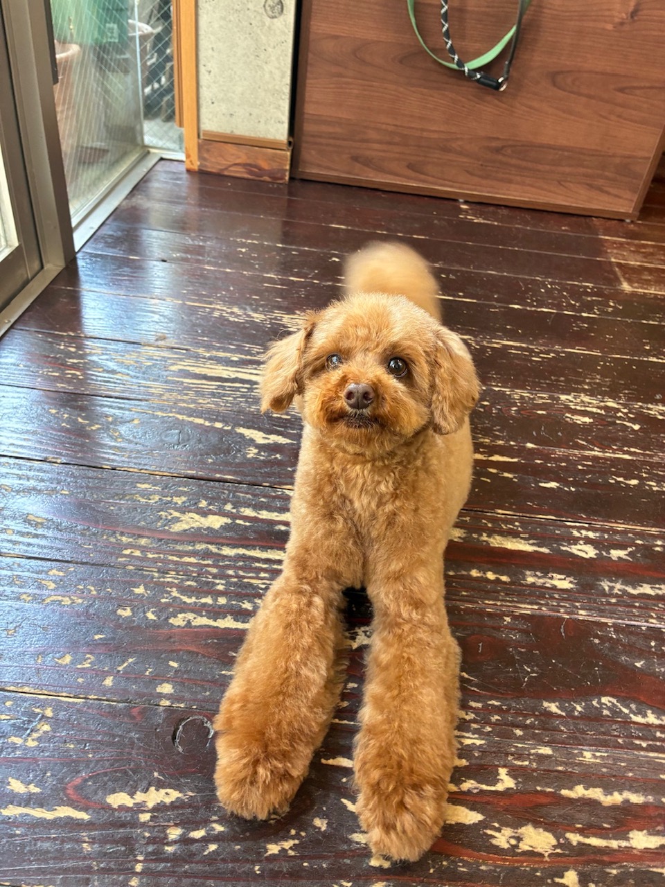 テオちゃん🐩