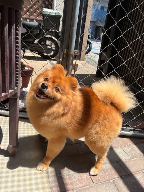 ぐりちゃん🐶