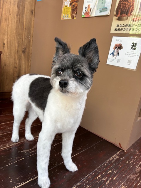 晴明(ハルミン)ちゃん🐶