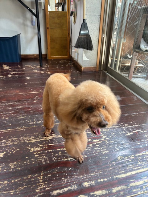 ここあちゃん🐩