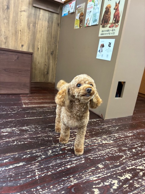 ひまるちゃん🐩