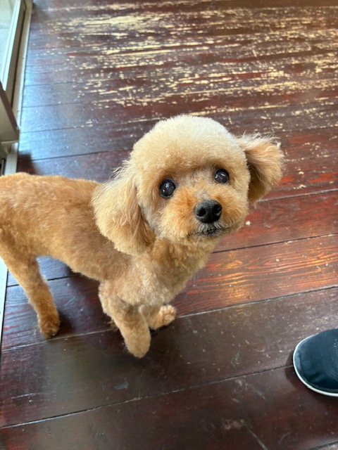 モカちゃん🐩