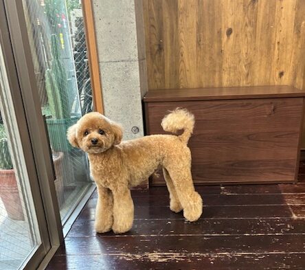 ラキちゃん🐩