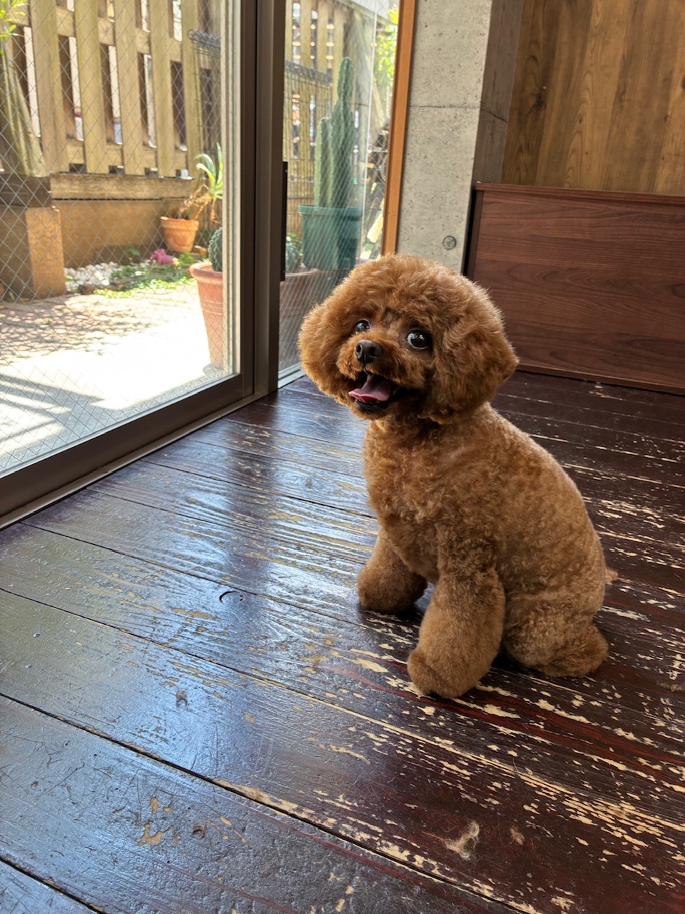 ラルちゃん🐩
