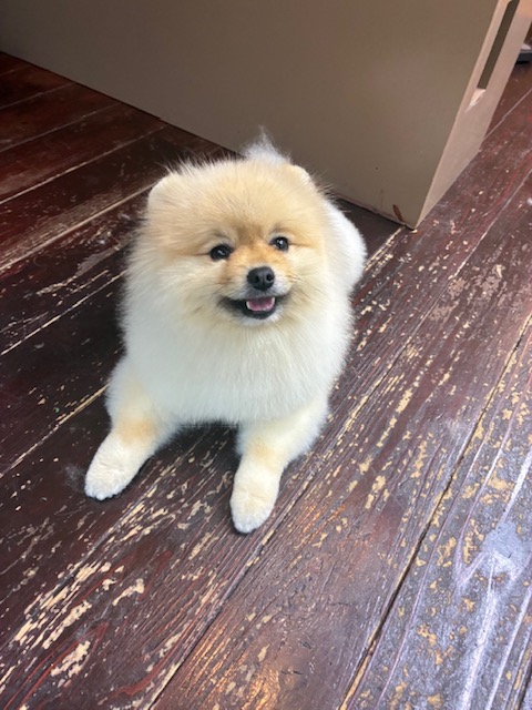 ふぅちゃん🐶