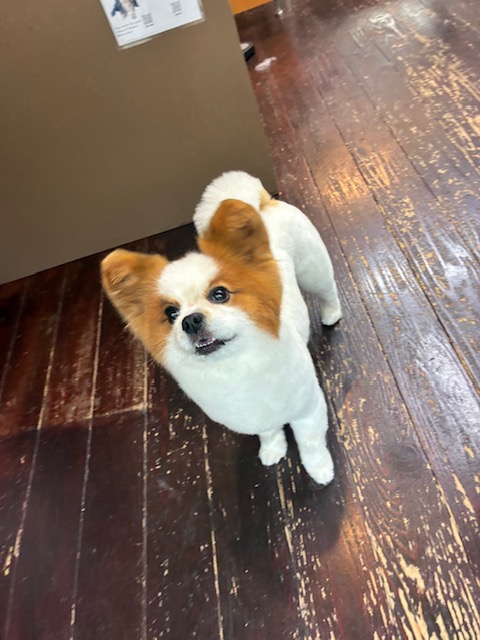 うにちゃん🐶