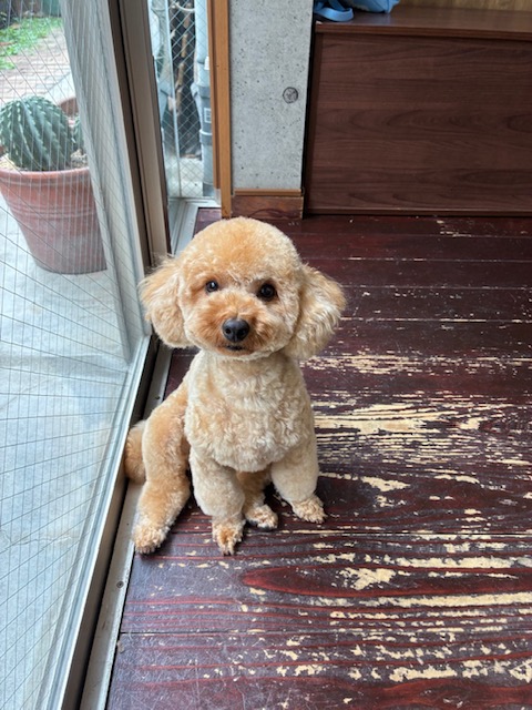 レイちゃん🐩