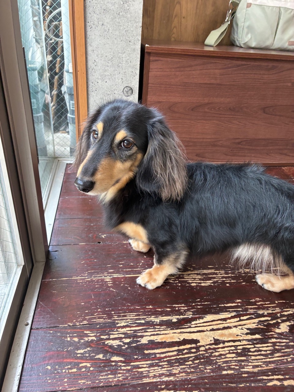 ホーリーちゃん🐶