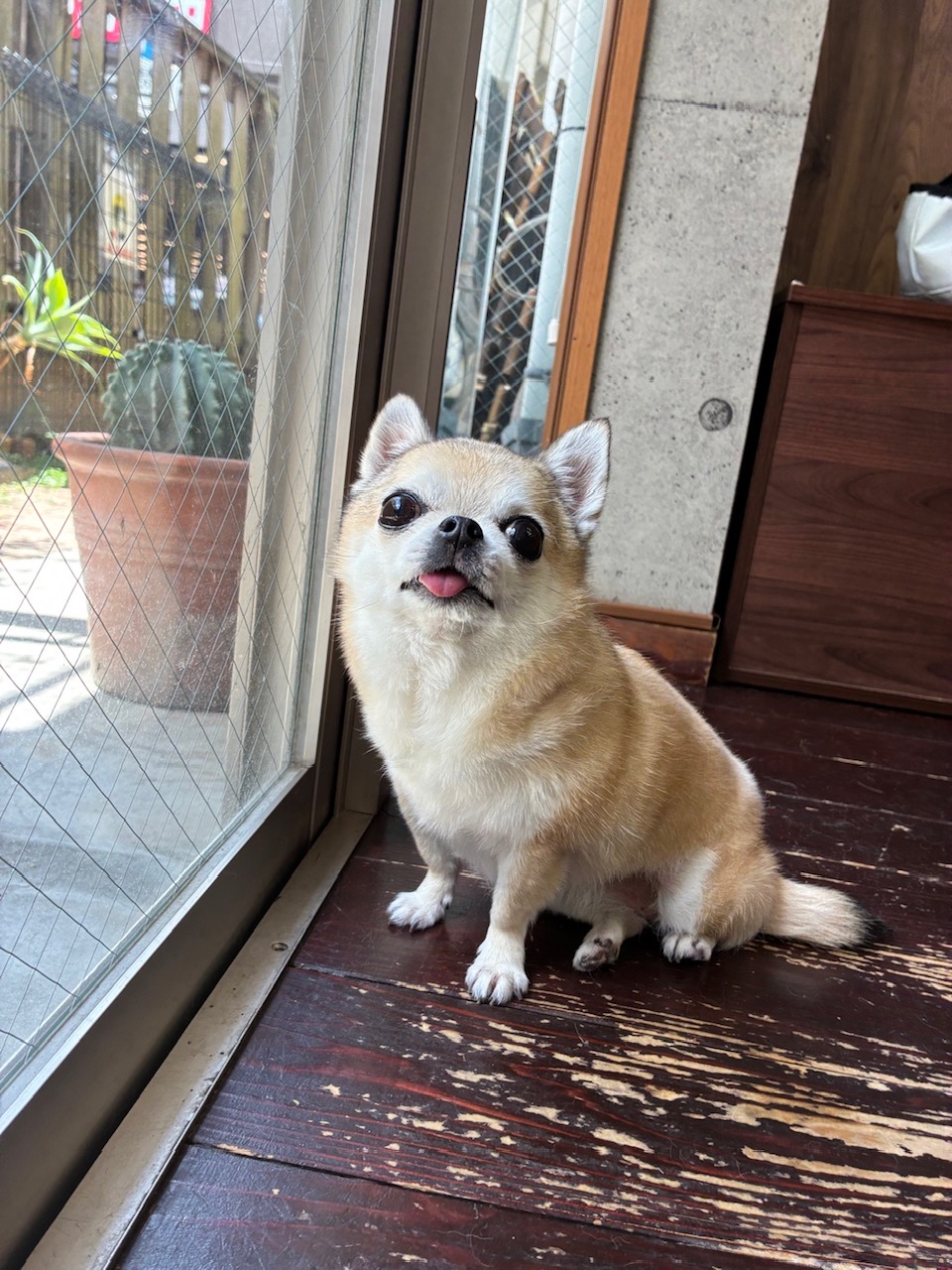 テトちゃん🐶