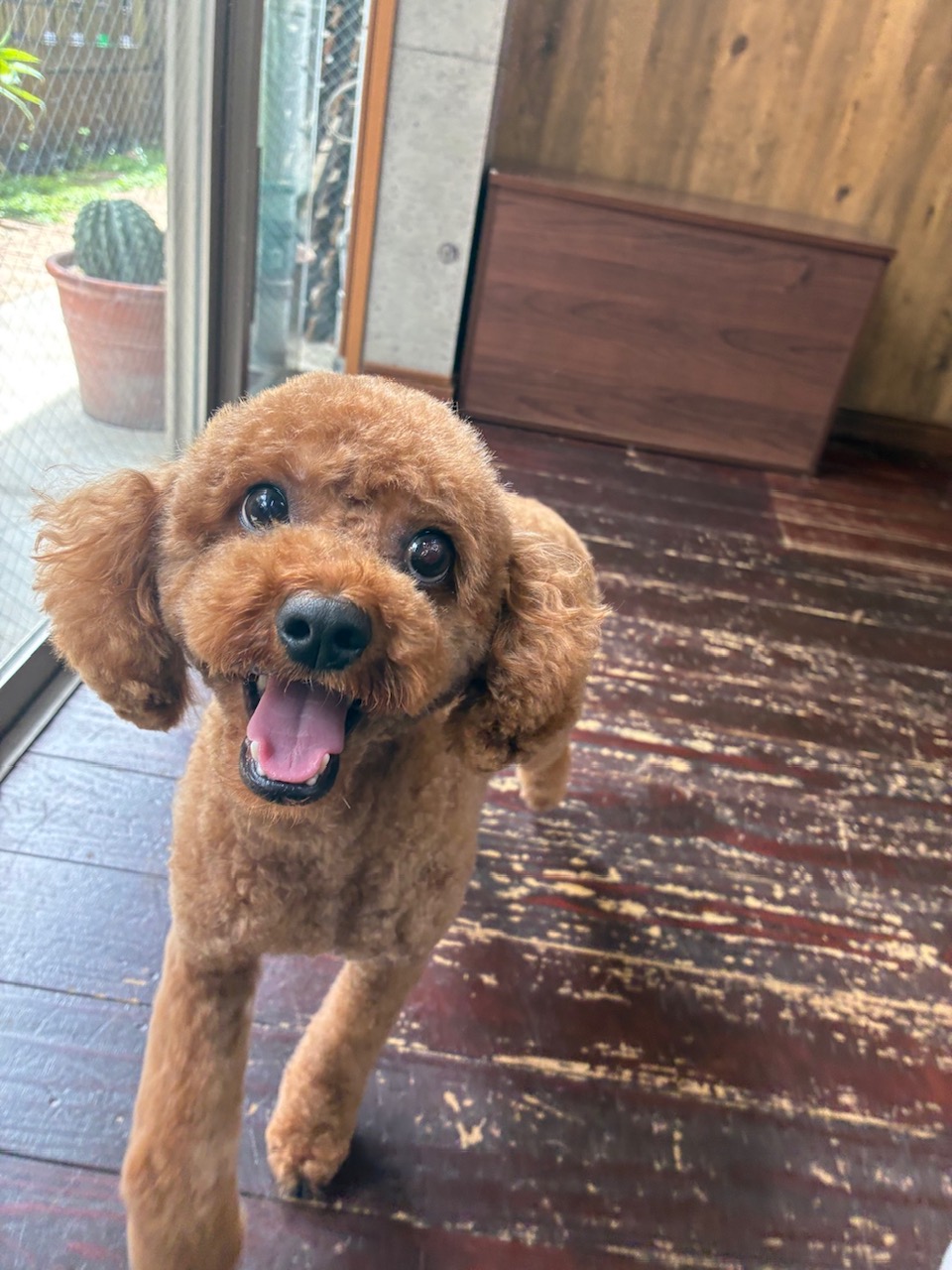 モネちゃん🐩