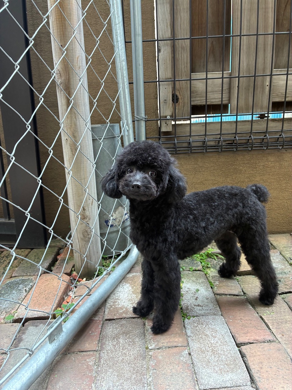 ネロちゃん🐩