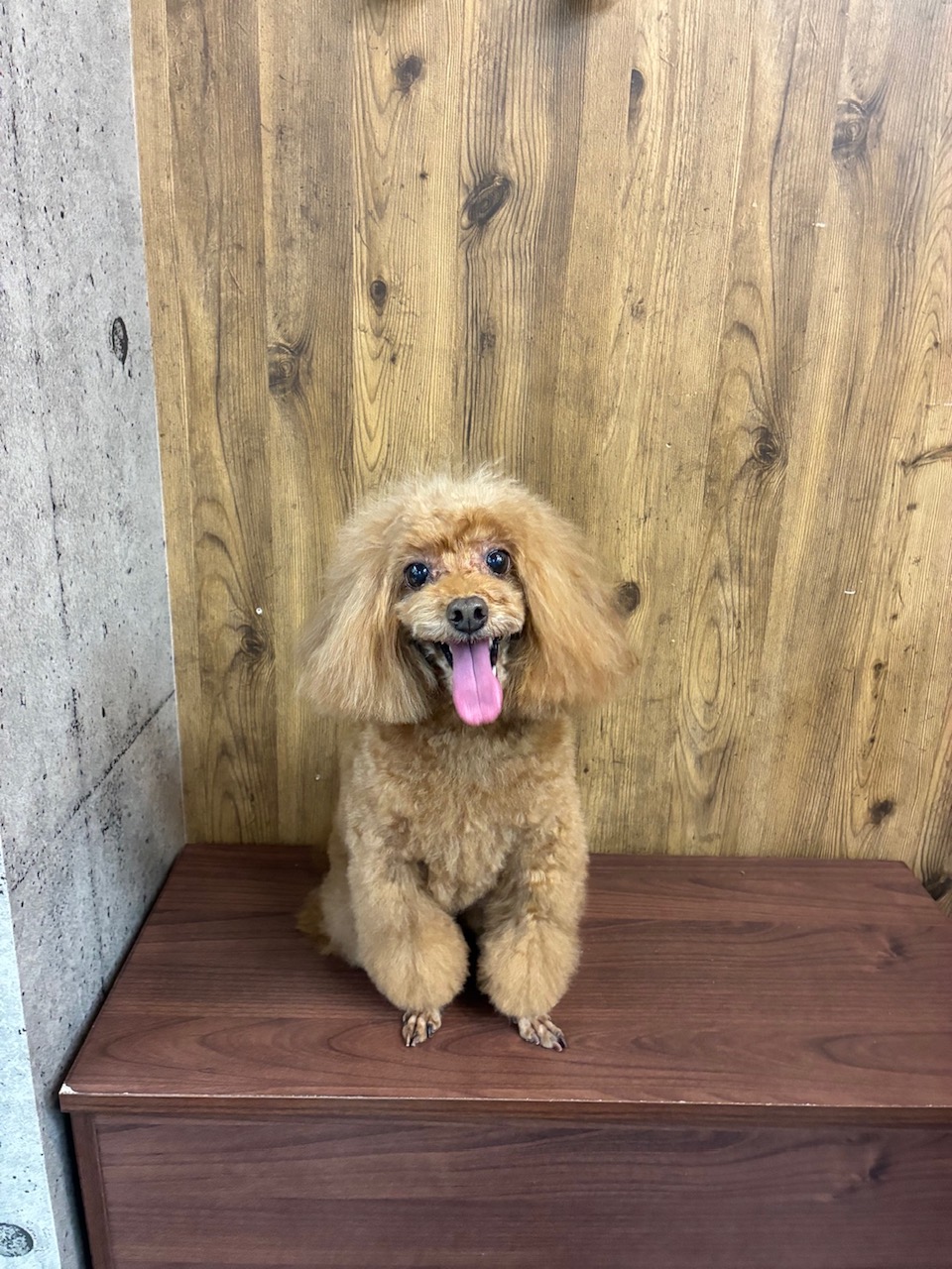 ノアちゃん🐩
