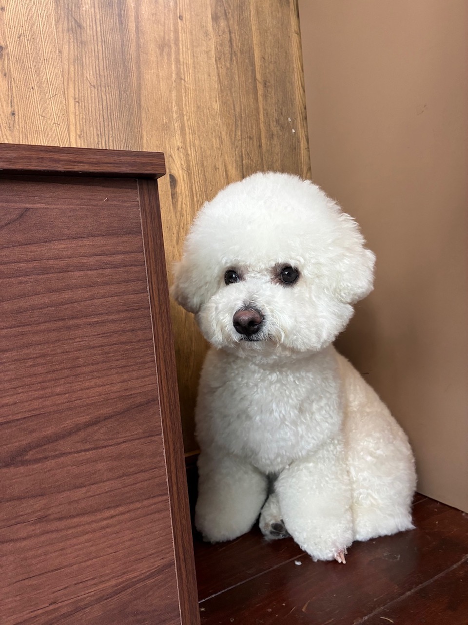 エテちゃん🐶