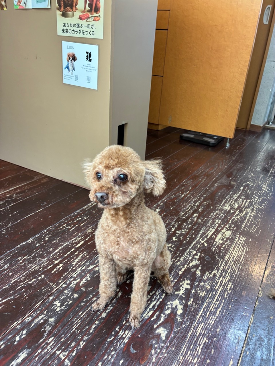 ペコちゃん🐩
