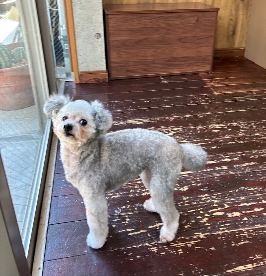 シルキーちゃん🐩