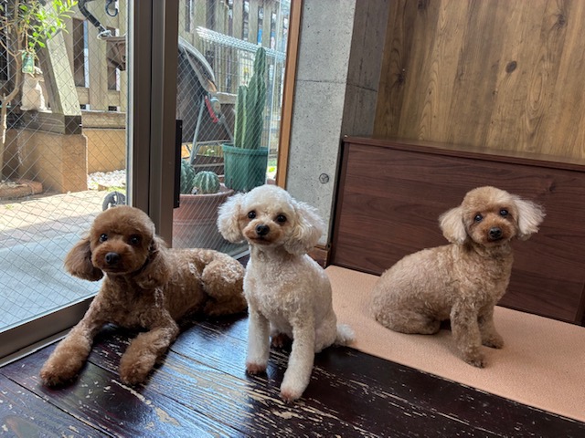 ニコ＆シエル＆チャコちゃん🐩🐩🐩
