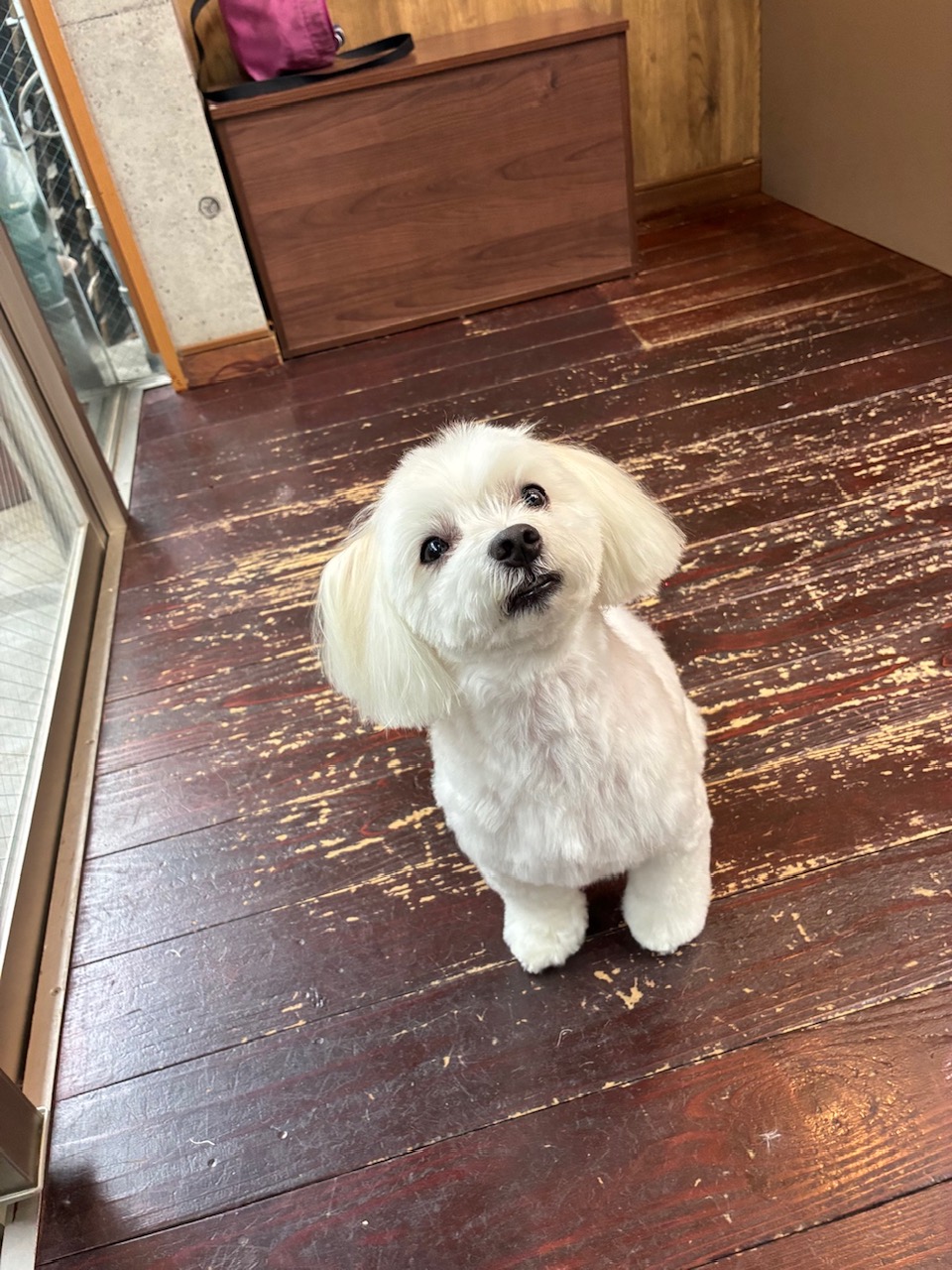 優ちゃん🐶