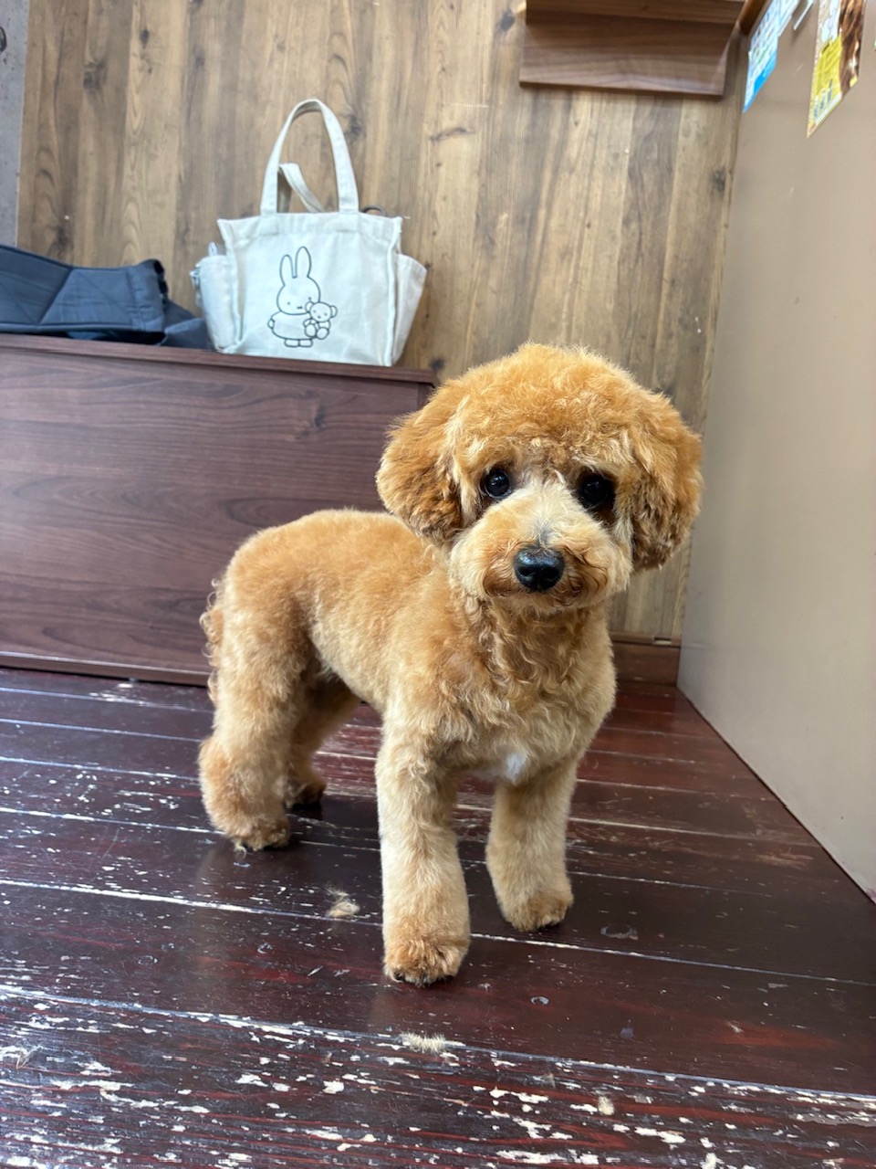 雪ちゃん🐩